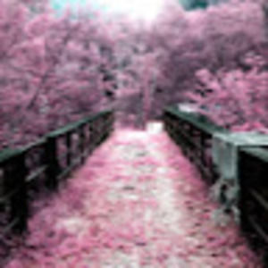 Meet your Posher, Trinity